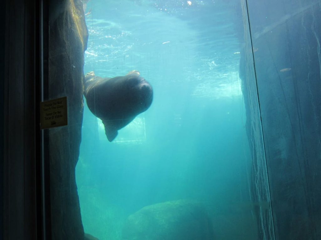 sea lion at el paso zoo 1