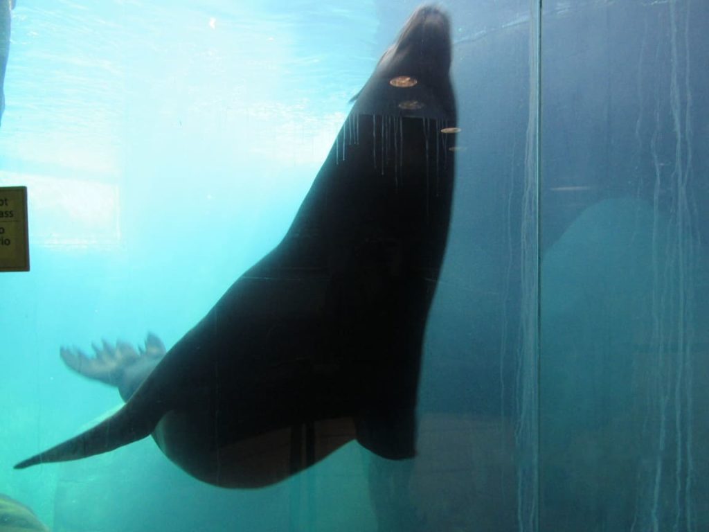 sea lion at el paso zoo 3