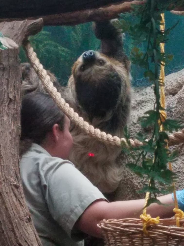 three toed sloth el paso zoo 2