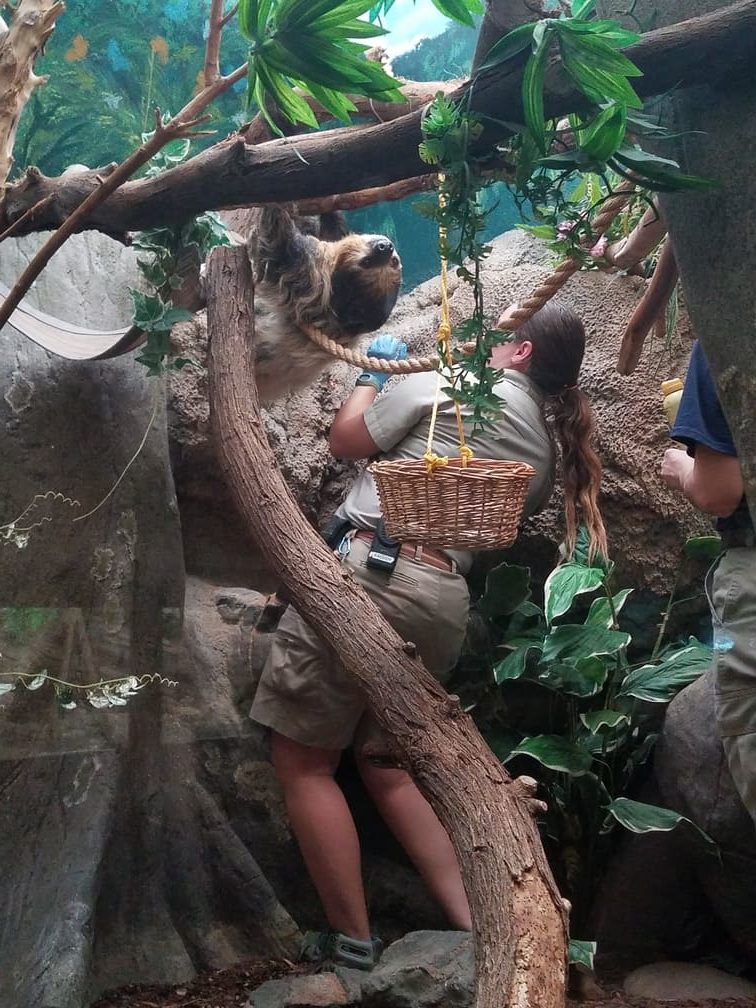 three toed sloth el paso zoo 4