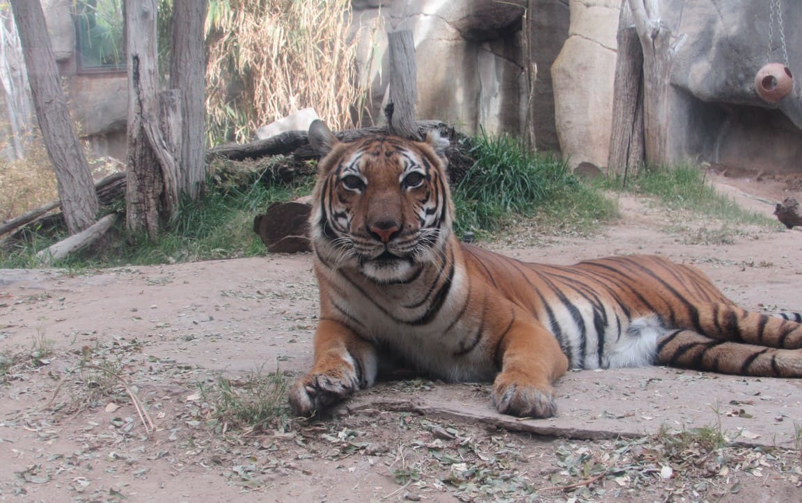 tiger el paso zoo 2