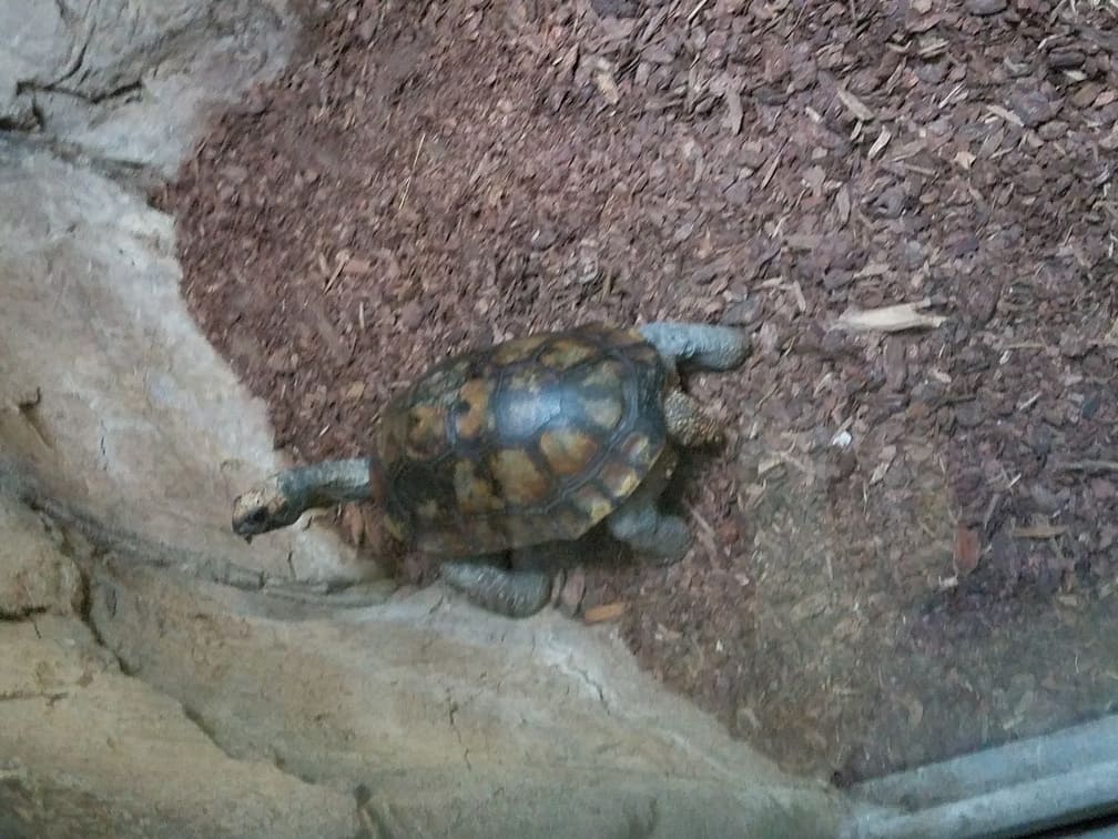 turtle el paso zoo