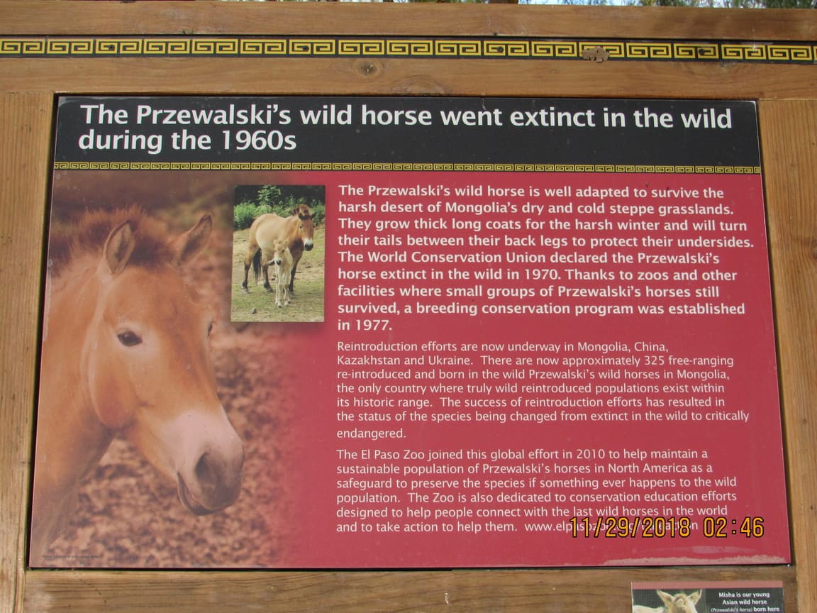 wild horse sign el paso zoo