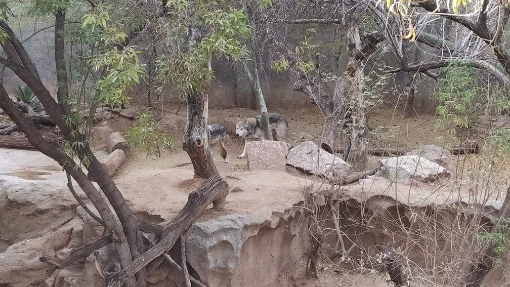 wolves el paso zoo 3