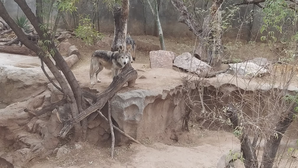 wolves el paso zoo 4