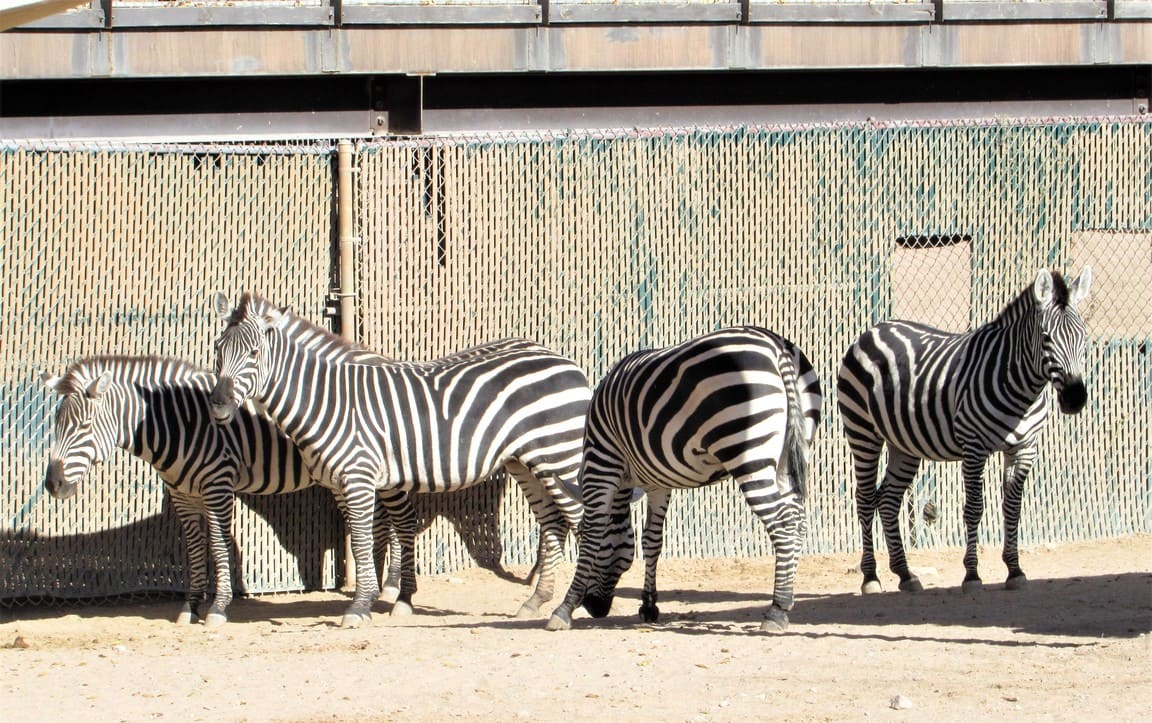 zebra el paso zoo 2