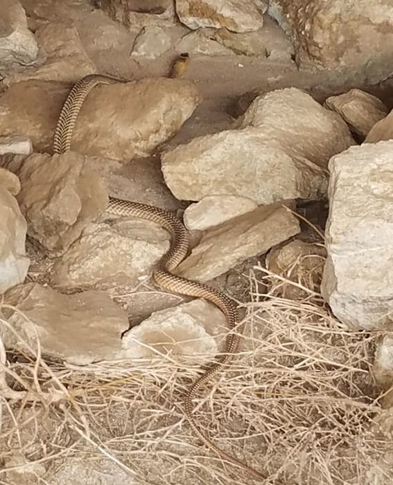 Large Snake Found While Hiking