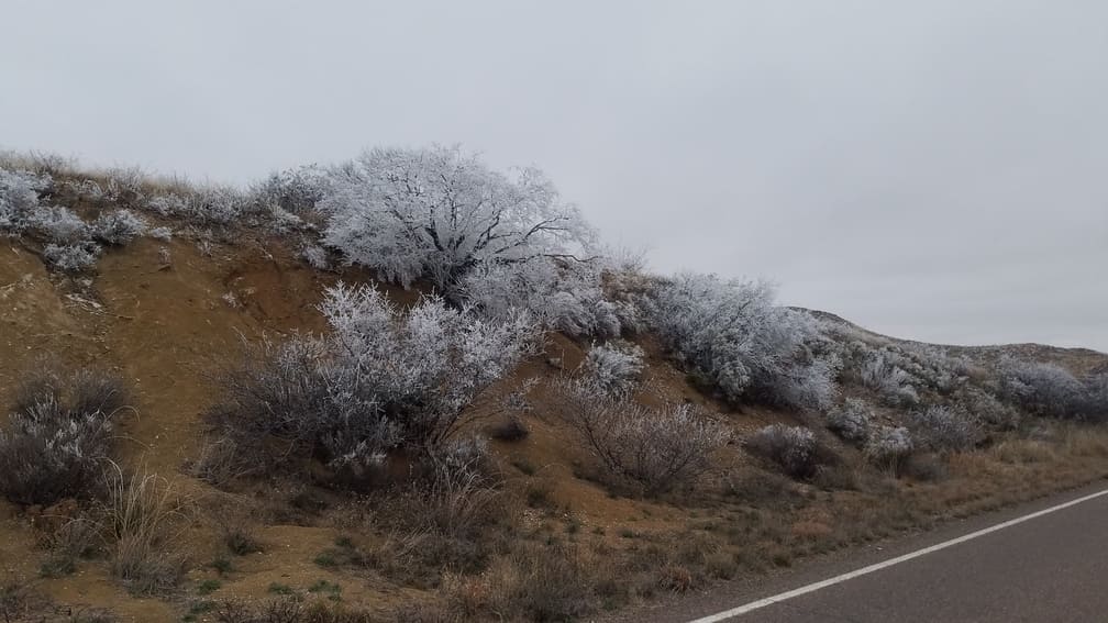 Frosted Bushes in Big Bend National Park