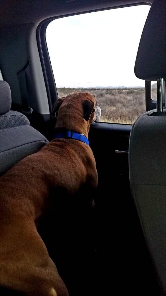 Ramsey Riding In Boquillas Canyon
