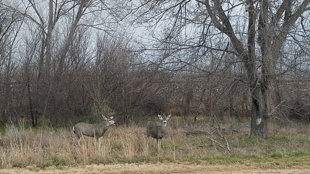 Deer On Our Walk Around Marathon